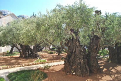 2,000 year-old olive trees